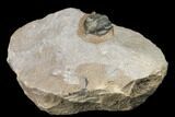 Pseudocryphaeus (Cryphina) Trilobite - Lghaft, morocco #125205-2